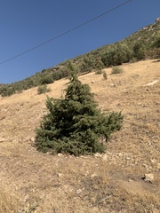 Juniperus oxycedrus