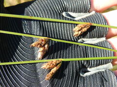 Schoenoplectus torreyi