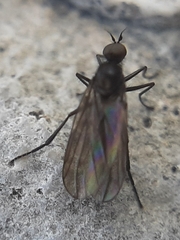 Empidoidea
