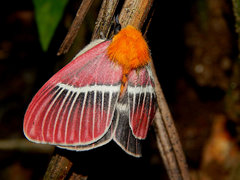 Pseudodirphia menander