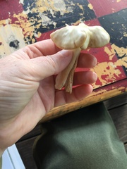 Tricholoma equestre