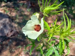 Hibiscus biseptus