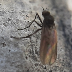 Empidoidea