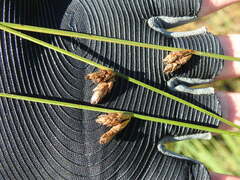 Schoenoplectus torreyi