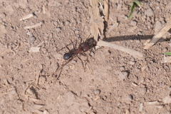 Acromyrmex
