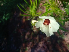 Hibiscus biseptus