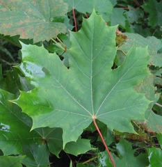 Acer platanoides