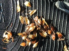 Schoenoplectus torreyi