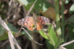 Vanessa braziliensis
