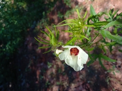 Hibiscus biseptus