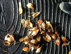 Schoenoplectus torreyi