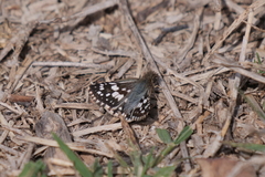 Burnsius orcynoides