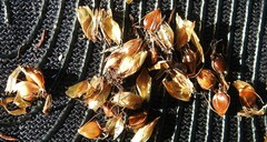 Schoenoplectus torreyi