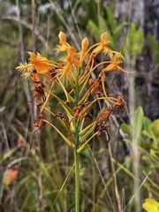 Platanthera ciliaris