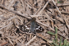 Burnsius orcynoides