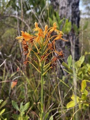 Platanthera ciliaris