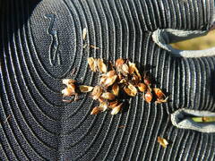 Schoenoplectus torreyi