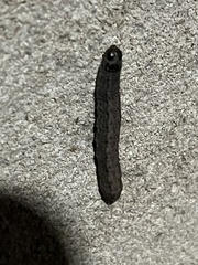 Noctuinae