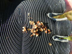 Schoenoplectus torreyi