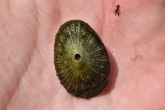 Fissurellidae