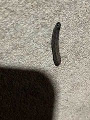 Noctuinae
