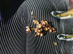 Schoenoplectus torreyi