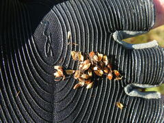 Schoenoplectus torreyi