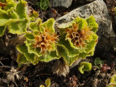 Teucrium