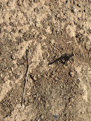 Ammophila