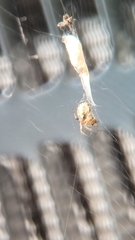 Araneae