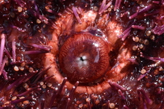 Mesocentrotus franciscanus