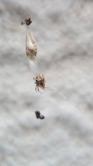 Araneae