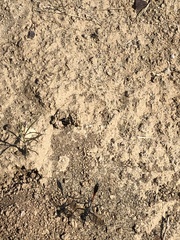 Ammophila