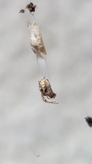 Araneae