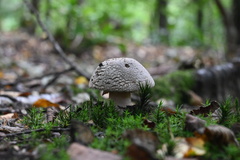 Amanita excelsa