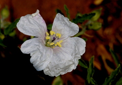 Monsonia burkeana