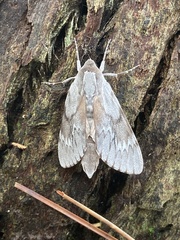 Lapara coniferarum