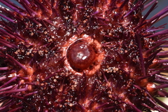 Mesocentrotus franciscanus