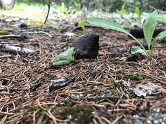 Hyla wrightorum