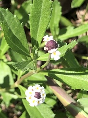 Phyla nodiflora