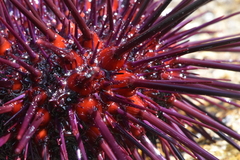 Mesocentrotus franciscanus