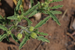 Monsonia burkeana