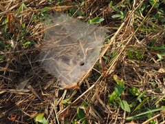 Frontinella pyramitela