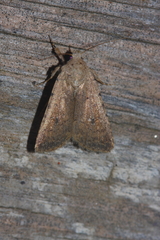 Caradrina clavipalpis
