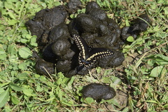 Papilio polyxenes asterius