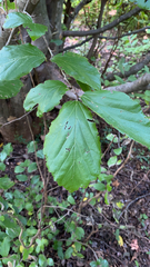 Hamamelis virginiana