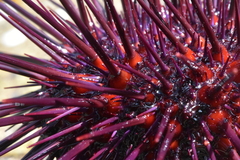 Mesocentrotus franciscanus