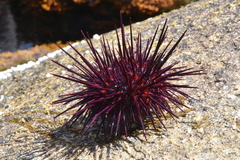 Mesocentrotus franciscanus