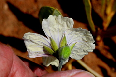 Monsonia burkeana