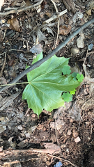Acer platanoides